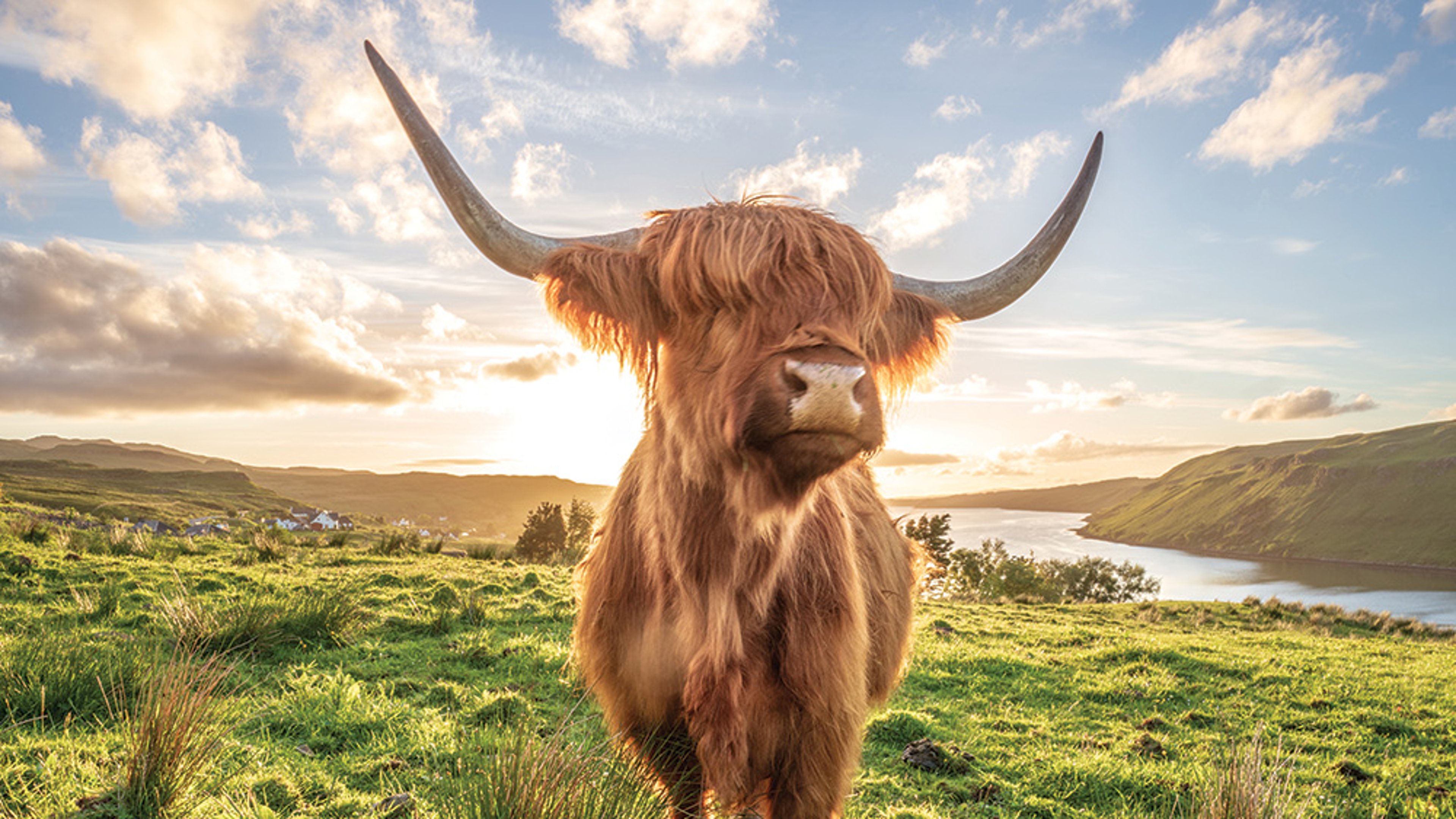 AAA Wanderlust Highland Cow Highland cow at sunrise on hillside in Scotland