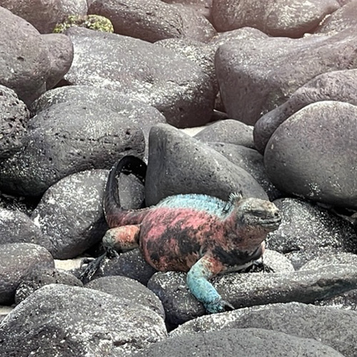 An Iguana sits on some rocks, Galapagos Islands
