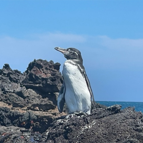 Galapagos Penguin