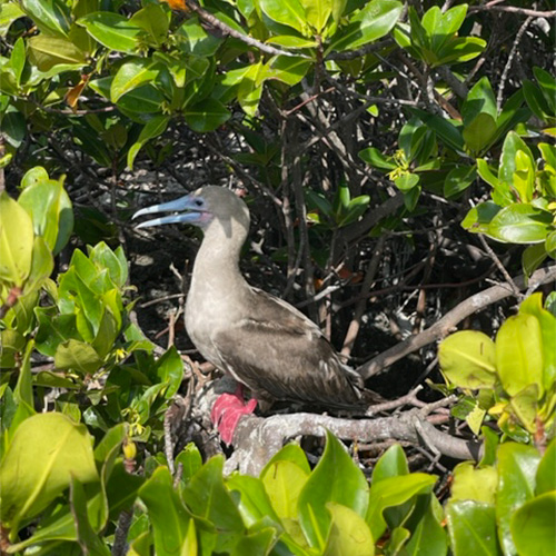 Red-footed Booby, Galapgos