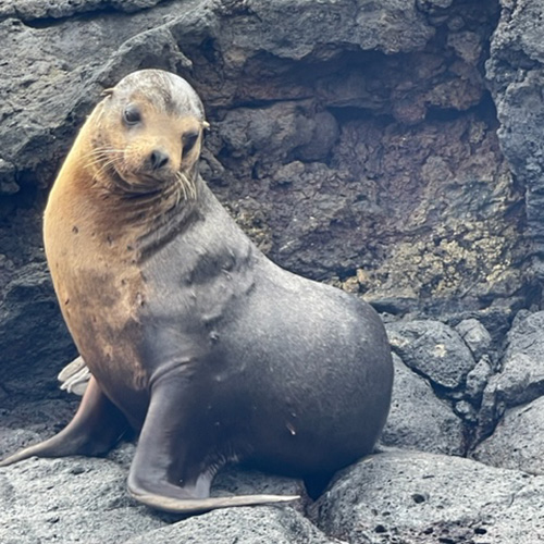 Sea Lion