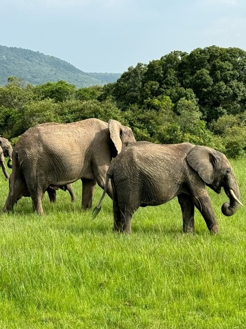 Two elephants walking across Serengeti 