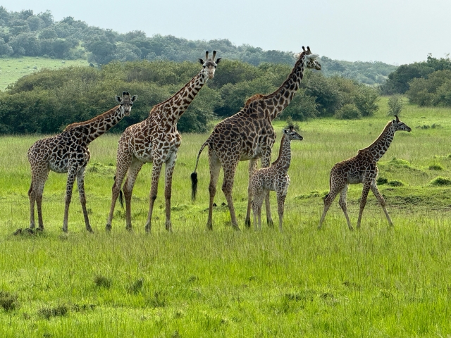 Family of giraffes in grassland