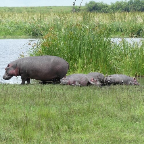 Hippo family resting by the water
