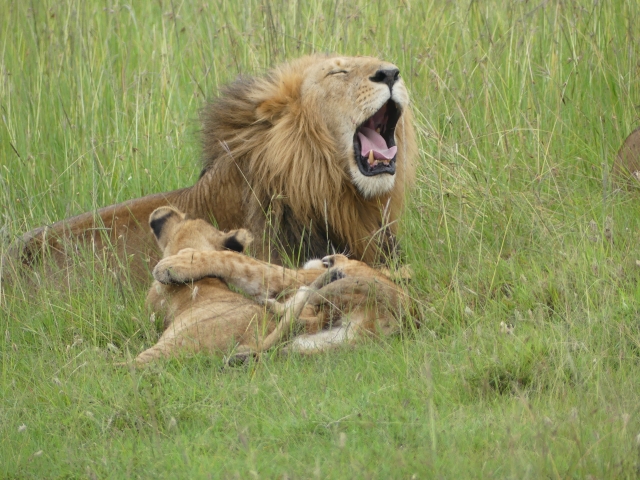 Lion yawning while resting with lion family in grasslands