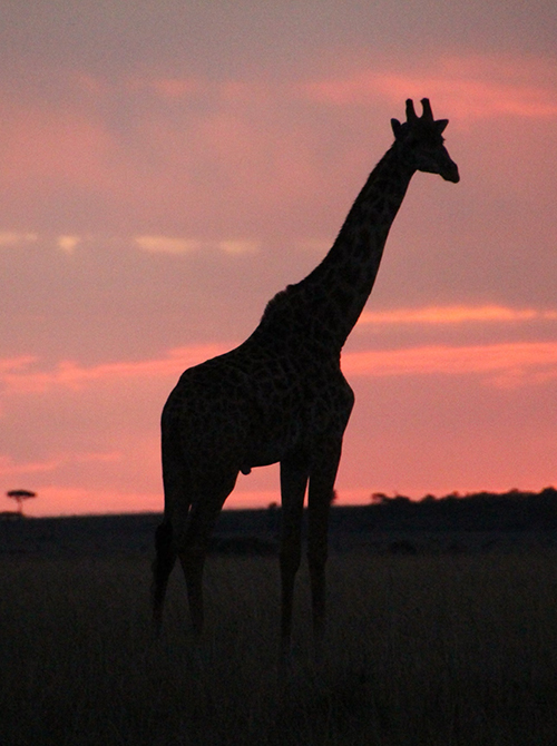 Giraffe in African sunset