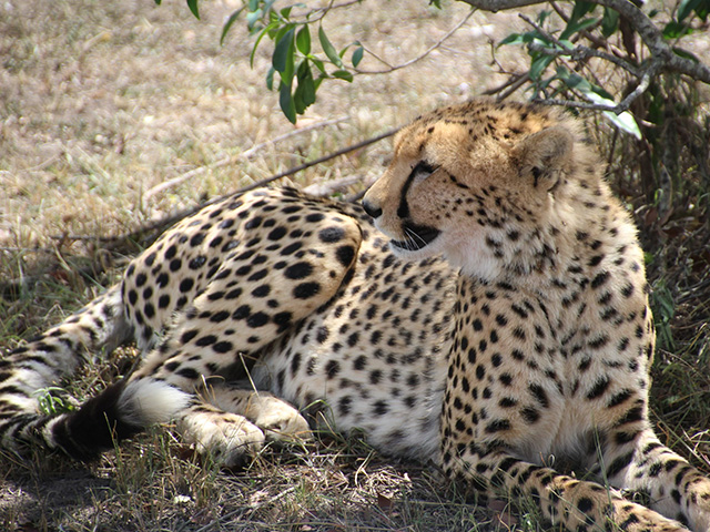 Cheetah lying down under tree
