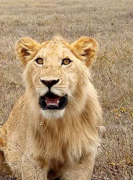 Lioness with open mouth in front of grassland