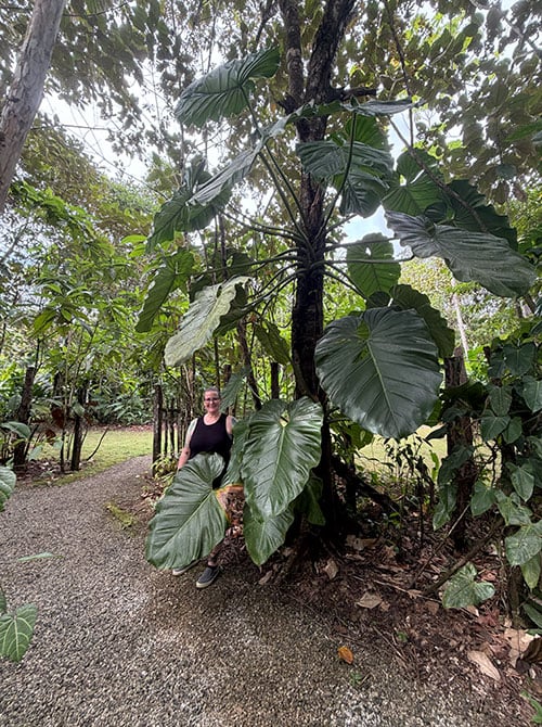 woman standing near a tree with very large leaves