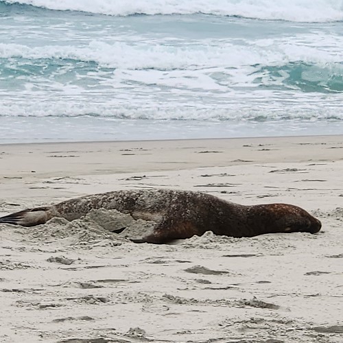 Seal resting on Dunedin beach