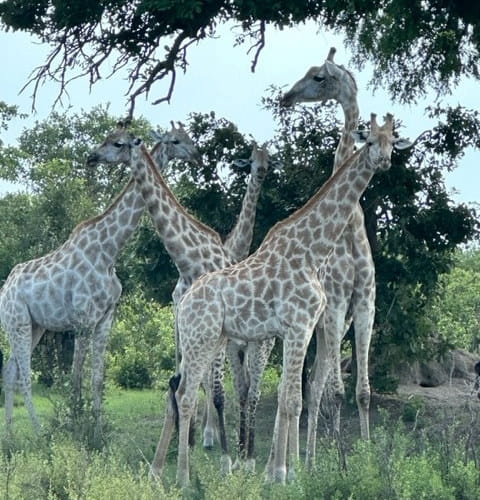 Giraffes, Botswana safari