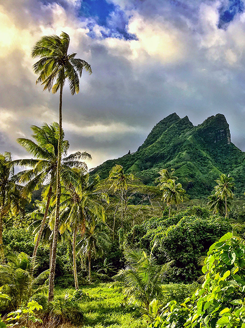 Lush tropical landscape with numerous tall palm trees framing a dramatic, jagged green mountain peak under a partly cloudy sky.