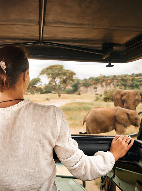 Person in an open-top vehicle viewing elephants in a grassy savanna