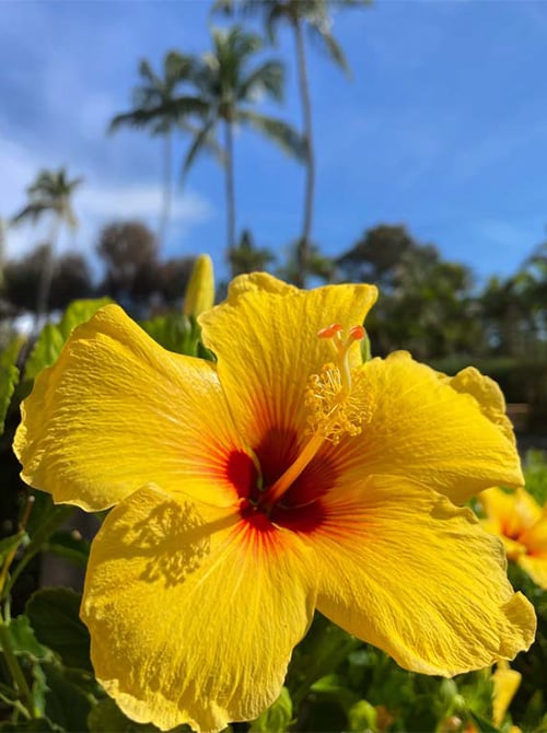 A close-up of a bright yellow hibiscus flower with a red center, under a blue sky with blurred palm trees in the background.