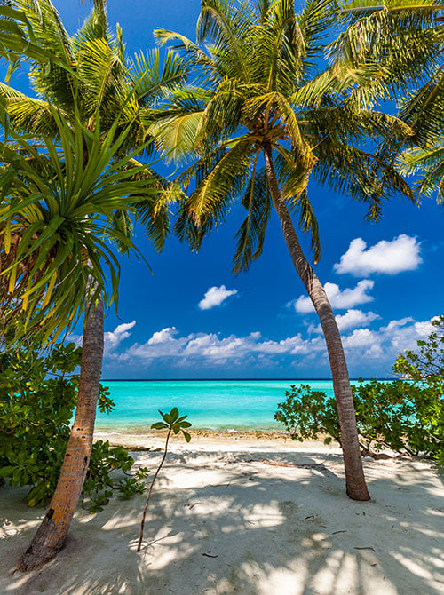 Tropical lagoon 