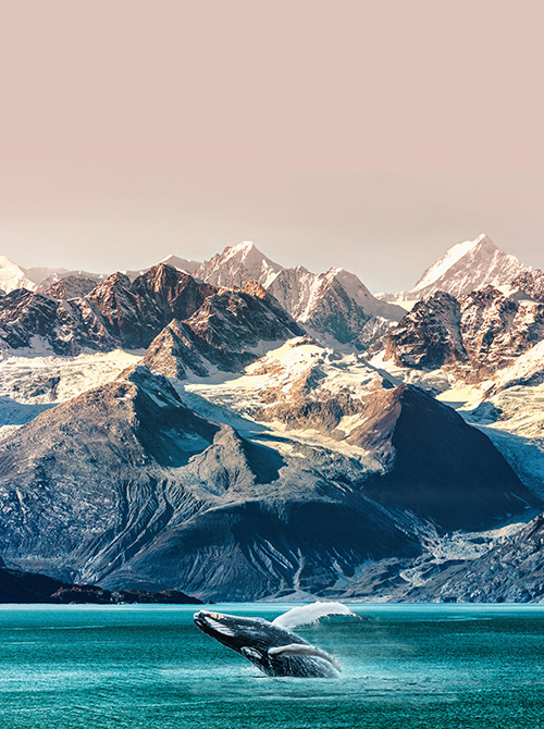 Whale watching from a cruise ship in southeast Alaska