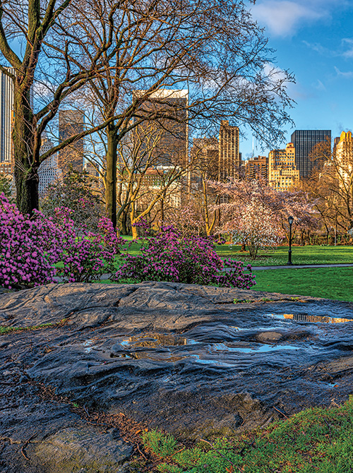 A beautiful view of Central Park in New York City at springtime