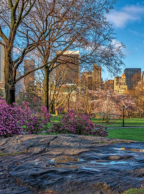 Central Park in spring with blooming flowers, trees, rocky landscape, and the New York City skyline in the background.