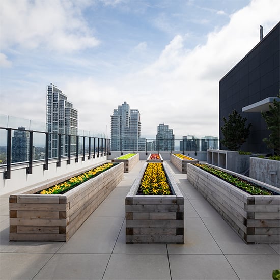 Rooftop garden under the sun