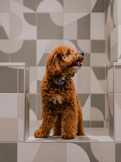 Dog in a dog wash station
