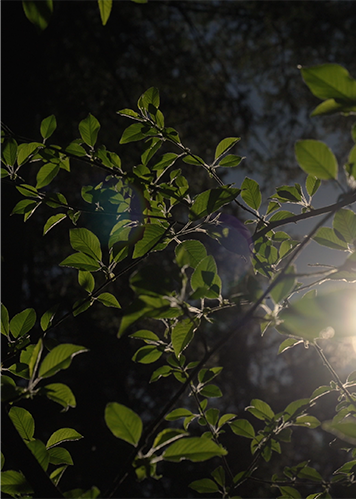 Sunlight shining through tree branches