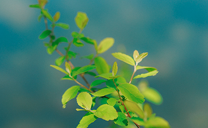 Branch against a blue background