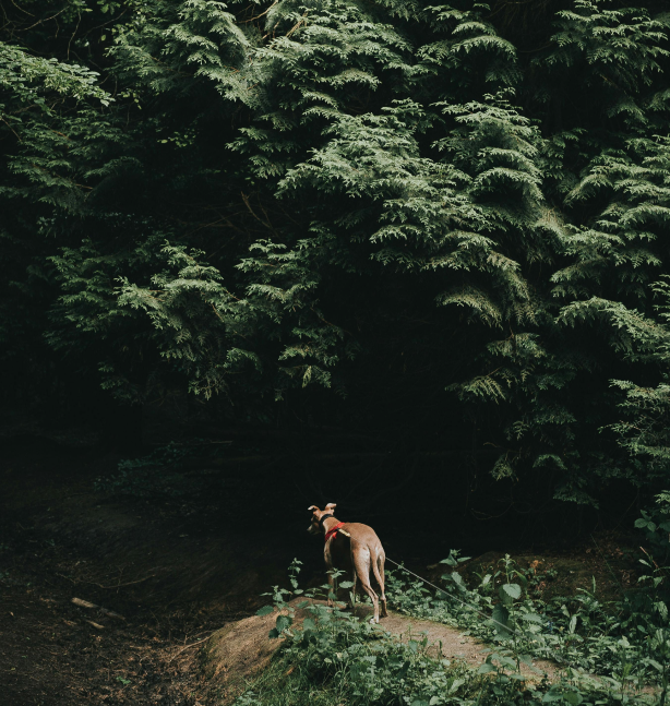 Dog in the forest