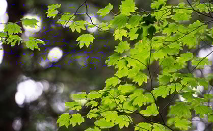 Green leaves on trees
