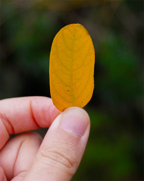 Person holding a leaf