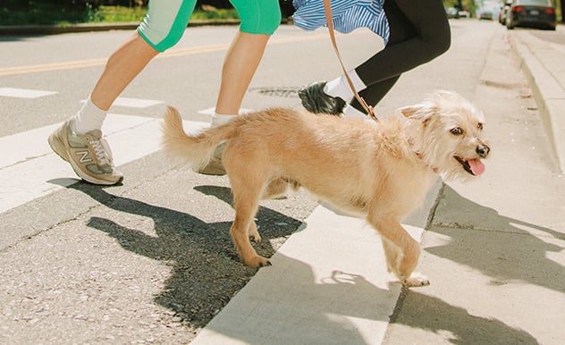 Dog going over a crosswalk