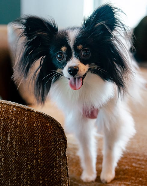 Fluffy dog with it's mouth open and tongue hanging out