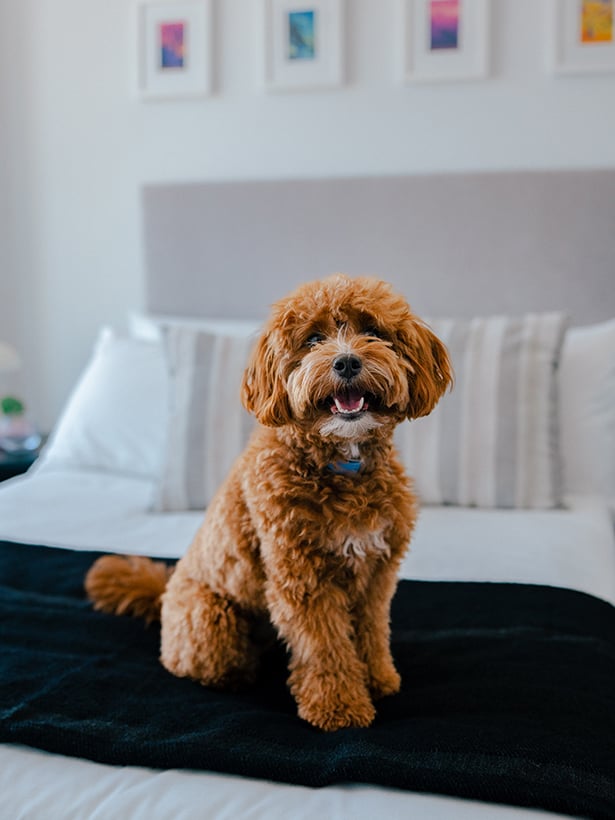 Fluffy dog on the bed