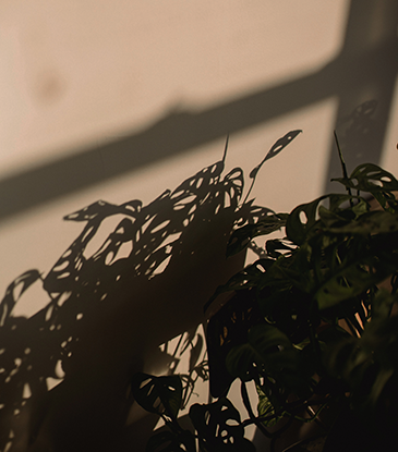 Plant with shadows on a wall