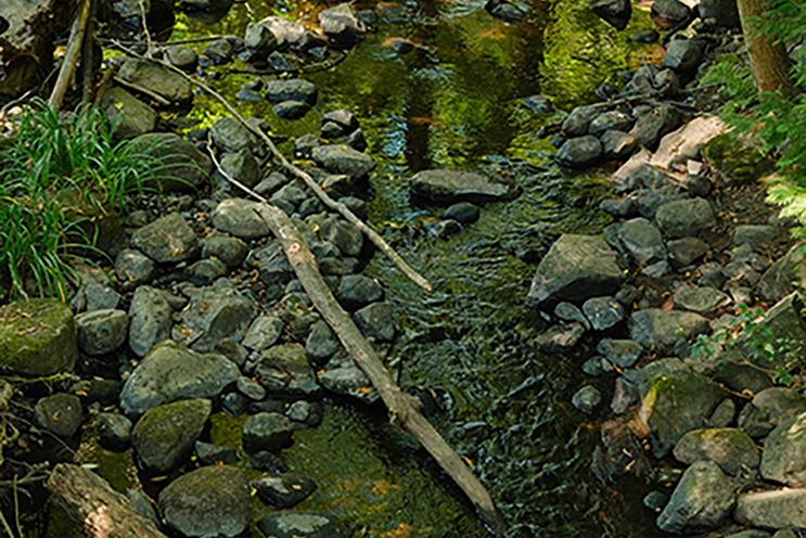 A stream in a forest with greenery around