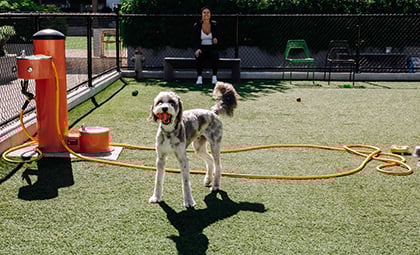 A dog enjoys the expansive pet run and water feature at Pandora by Bosa Properties