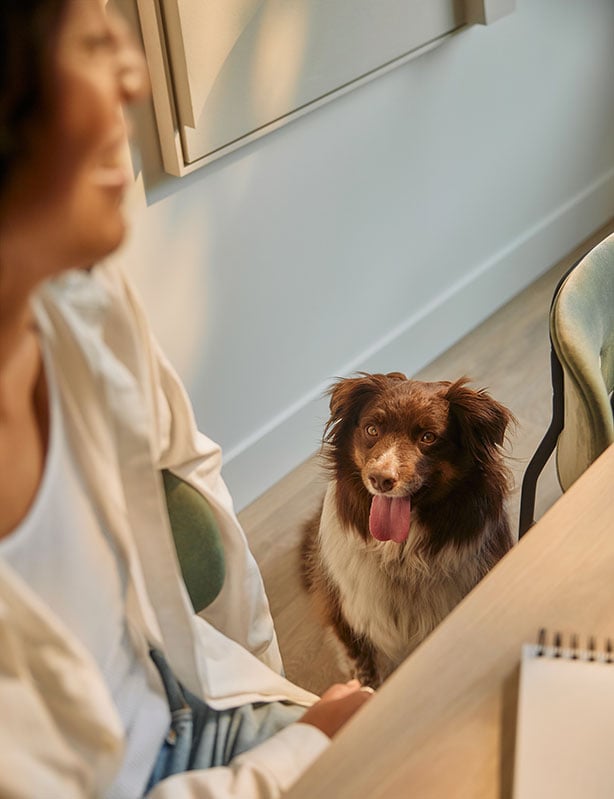 A dog looks up at a woman at a dinner table