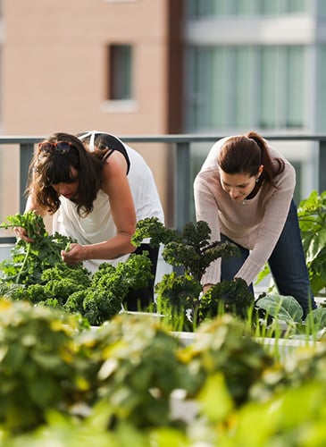 Roof top gardening