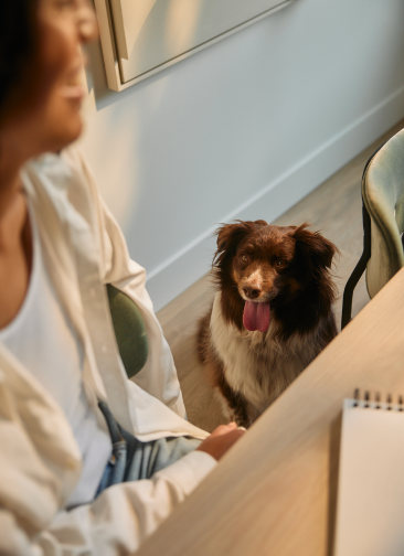 Dog looking at a person