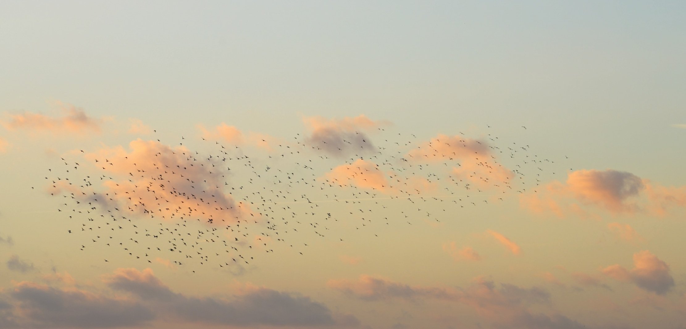 Birds flying in the sky