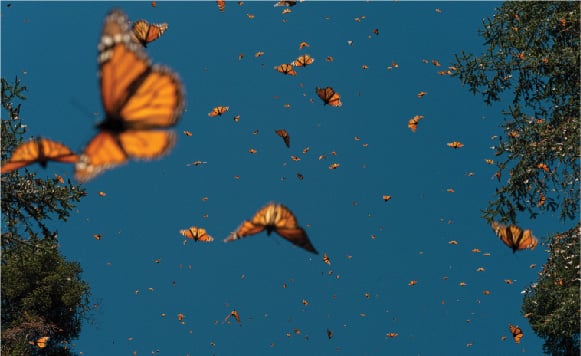 Butterflies in the sky