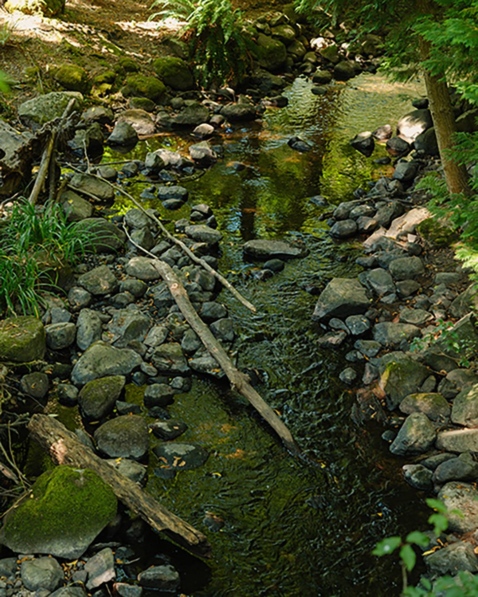 Close up of a stream with moss and shrubbery surrounding it