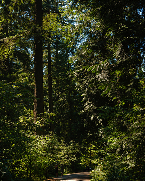 Greenery and trees in a forest