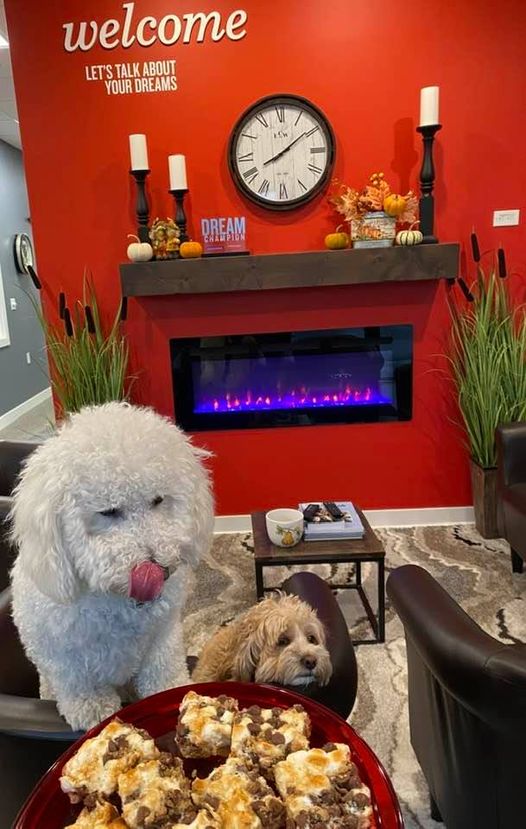 a dog and a stuffed bear in a living room bdtreat