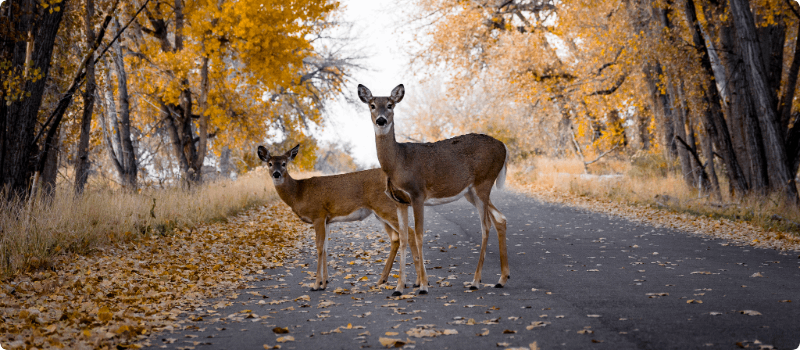 Deer standing in the road.
