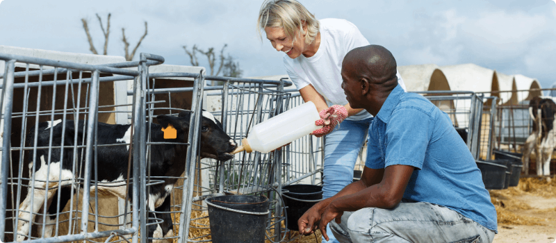 Two people feeding a calf. 