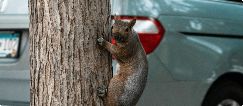 Squirrel on a tree near a car.