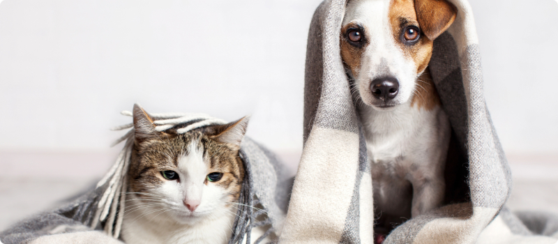 A dog and cat wrapped in a blanket.