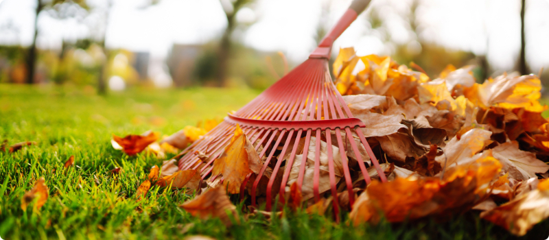 A close-up of a yard rake gathering fallen leaves.