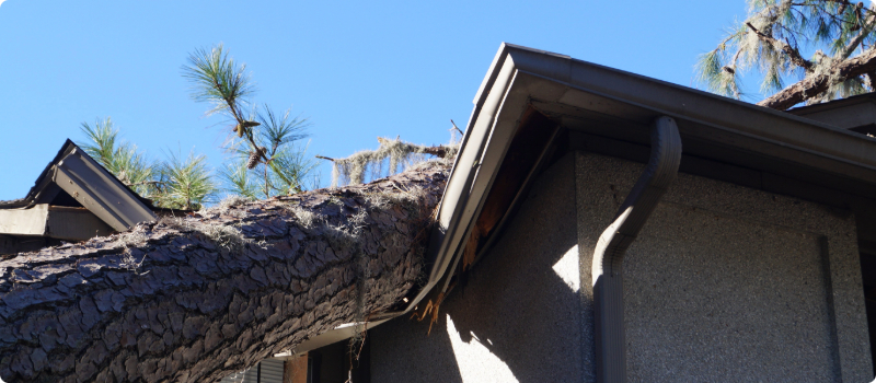 A fallen tree on a roof.