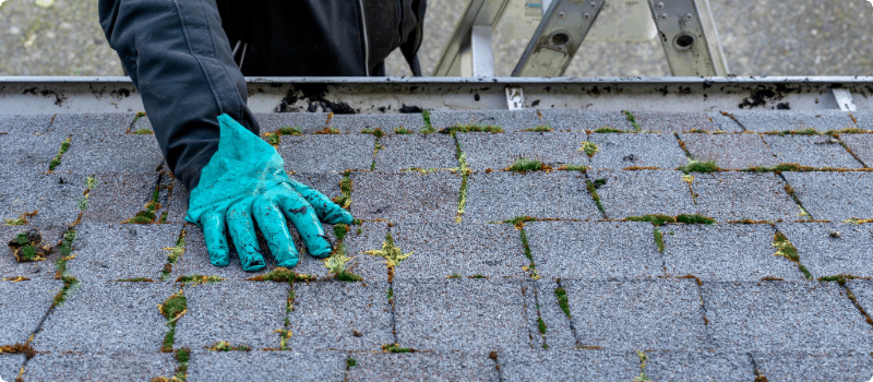 A close-up of a person checking their moss-covered roof.